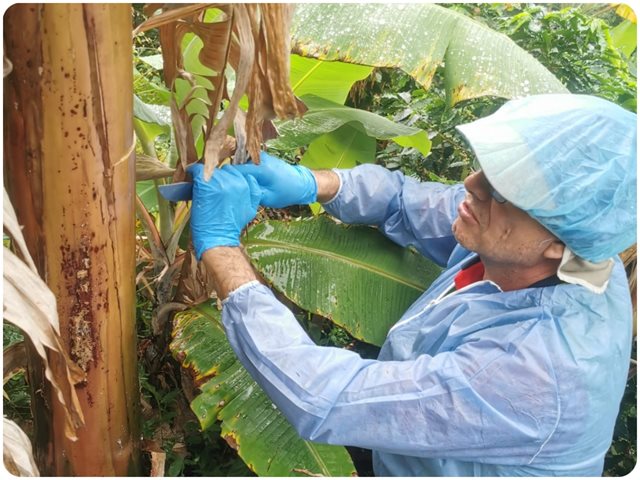 El ICA realizó 115 visitas a predios de plátano y banano en el Huila para fortalecer la gestión de riegos fitosanitarios 