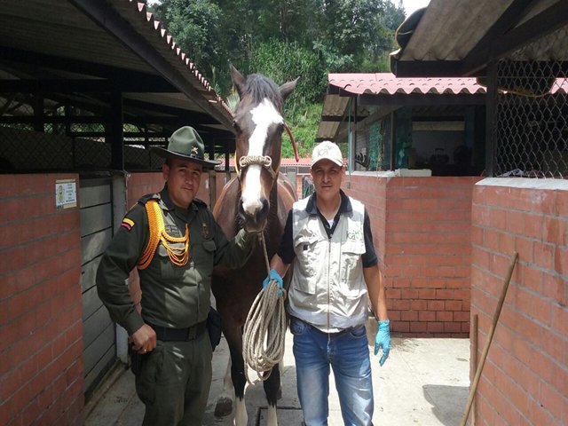 El ICA realizó jornada de vacunación contra la encefalitis equina, en la Escuela de Carabineros de Manizales