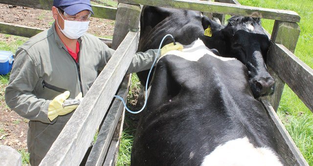 Culminó el segundo ciclo de vacunación contra la fiebre aftosa