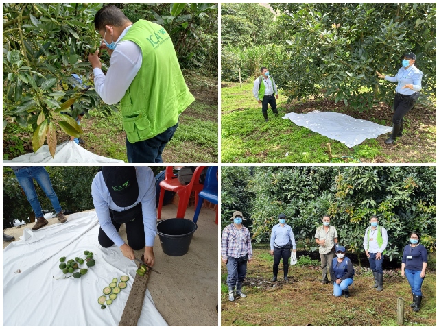 Aguacate Hass de Cundinamarca mira al mercado argentino 
