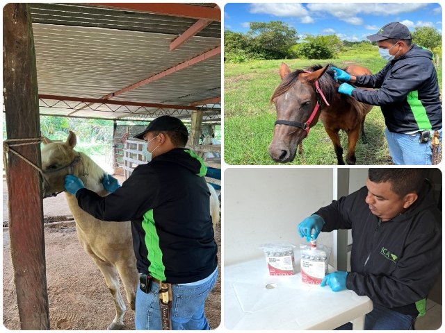 El ICA ha aplicado más de 9 mil dosis de vacunas contra la encefalitis equina venezolana en Arauca 