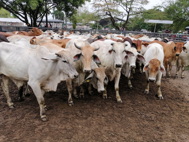 Se ha vacunado contra fiebre aftosa el 51 % del hato bovino del país. El ICA y Fedegán siguen trabajando para obtener altas coberturas de vacunación
