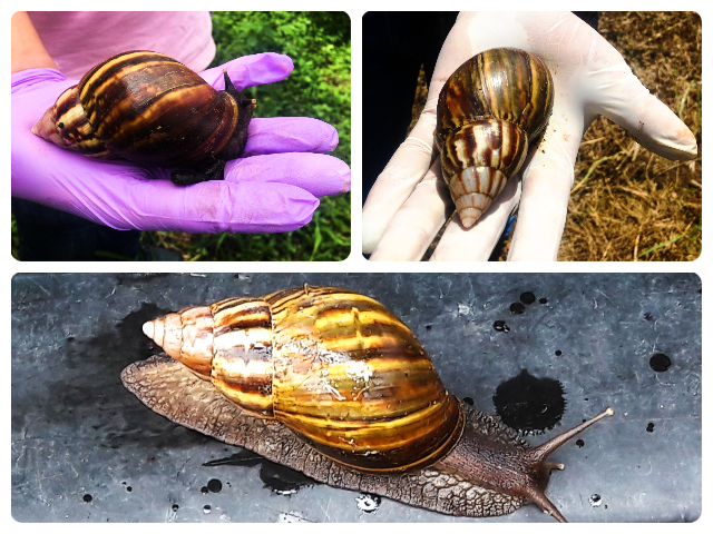 Caracol gigante africano.