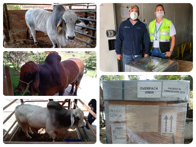 Exportación de semen a Pakistán.