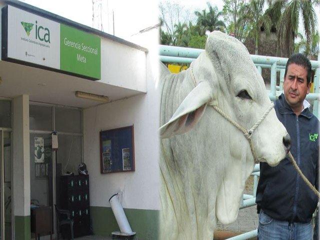 El ICA autorizó la realización de la feria Expomalocas en Villavicencio