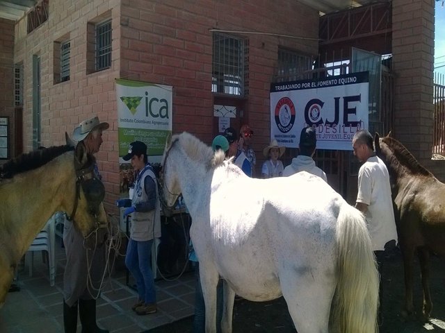 El ICA vacunó équidos contra encefalitis equina venezolana 
