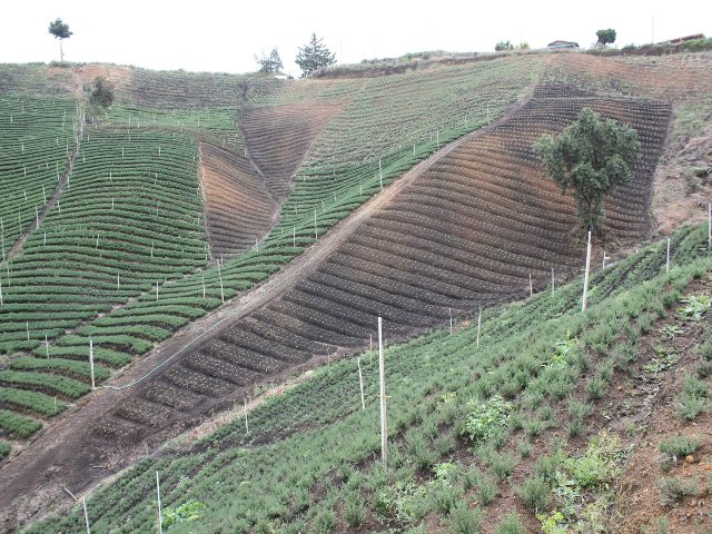 Hasta el 12 de junio en consulta pública proyecto de resolución Licencia Fitosanitaria