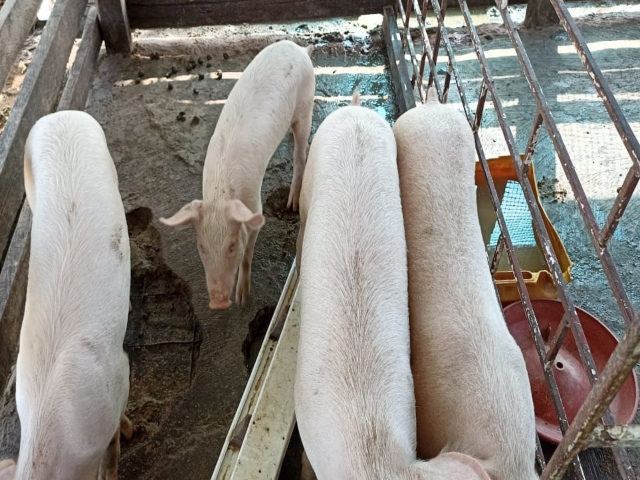 El ICA vigila predios porcícolas del Vichada para mantener el estatus sanitario 