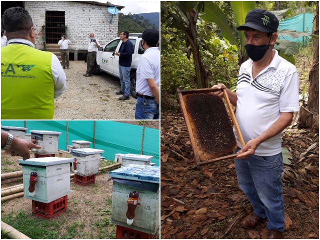 Abejas y otros polinizadores en peligro