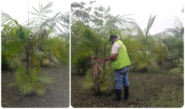 Vigilancia epidemiológica, clave en la sanidad de cultivos de especies nativas como la palma manaca o asaí