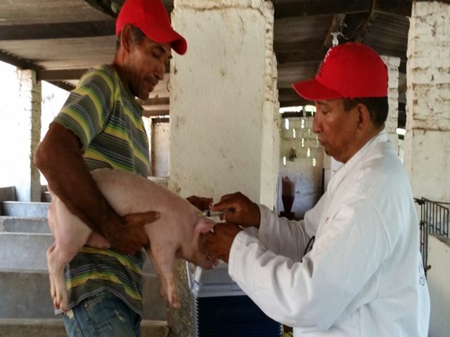 La única manera de prevenir la Peste Porcina Clásica es vacunando 