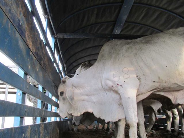 El ICA retira del cargo a técnico involucrado en presuntos hechos de corrupción en Arauca