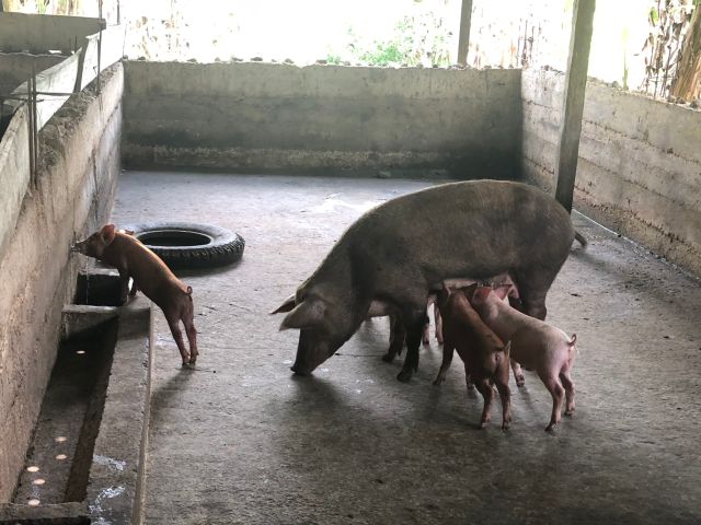 En el Vichada se trabaja en equipo con los porcicultores contra la Peste Porcina Clásica, PPC