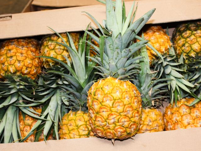 foto-1-ICA-pina-oro-miel-colombia.jpg