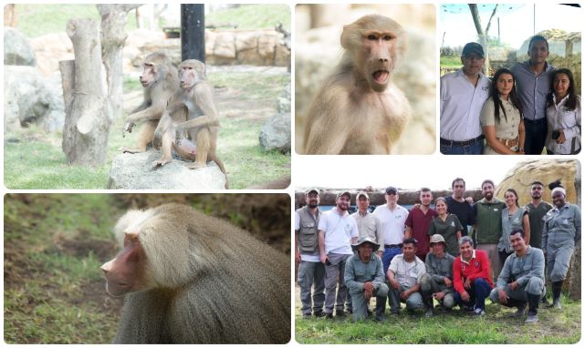 fotos-ICA-papiones-risaralda-ukumari.jpg