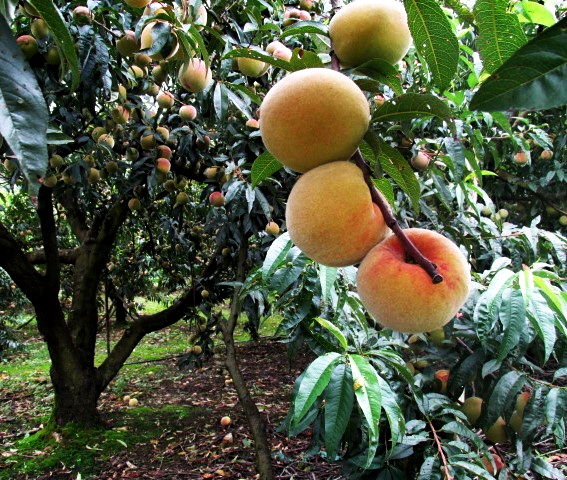 Predios productores de durazno.