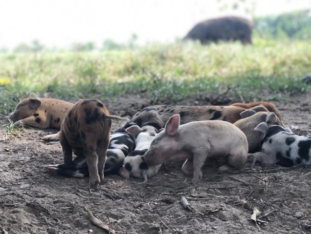 En el Vichada, el ICA y los productores pecuarios fortalecen la sanidad en la producción porcina