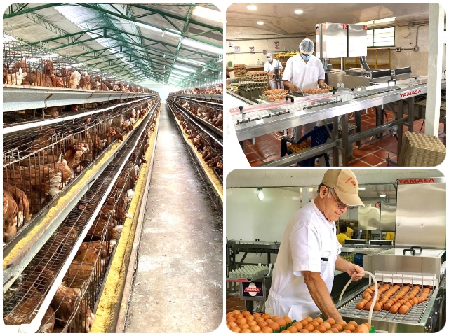 Avanza en Antioquia la recertificación de granjas avícolas bioseguras