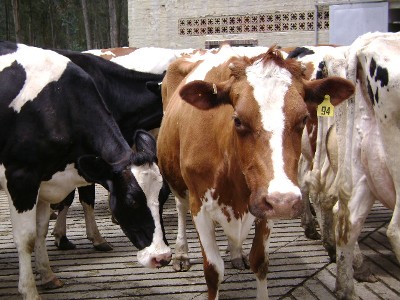 ICA cumplió su tarea en el proceso de admisibilidad de carne colombiana hacia Estados Unidos y Canadá