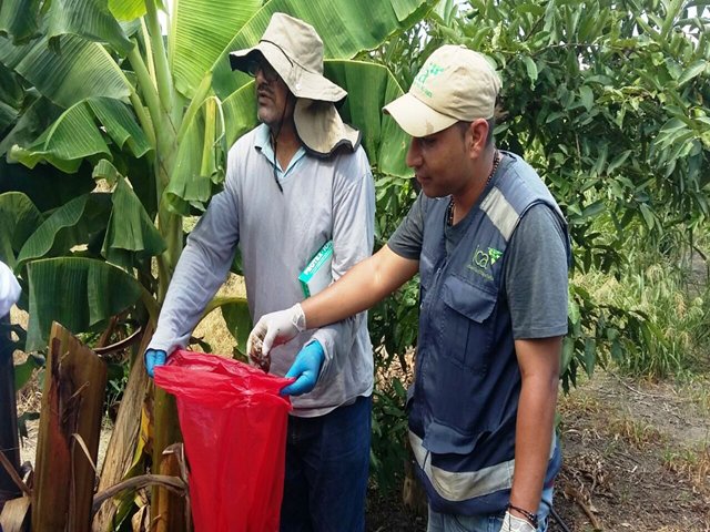 El caracol gigante africano amenaza cultivos del Valle del Cauca