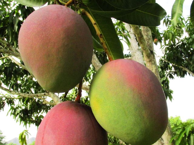 Foto archivo ICA - Mango