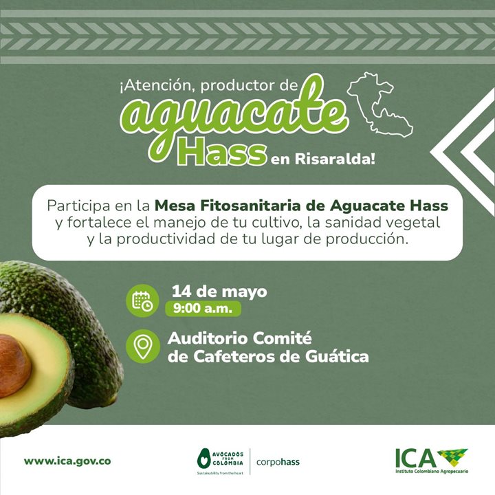 RISARALDA-AGUACATE-HASS.jpeg