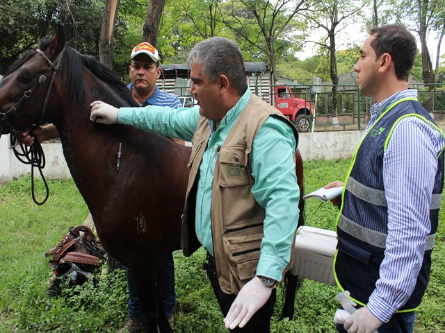 Fiestas de San Juan y San Pedro estarán libres de encefalitis equina venezolana