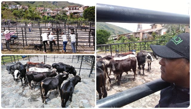 ICA supervisa ingreso de bovinos a la feria ganadera en El Carmen de Atrato 