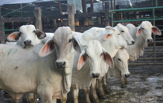 Colombia exportó 4.627 toneladas de carne bovina a ocho países del mundo en el primer trimestre del 2019