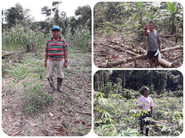 El ICA en el Amazonas realizó visitas fitosanitarias a cultivos de comunidades indígenas