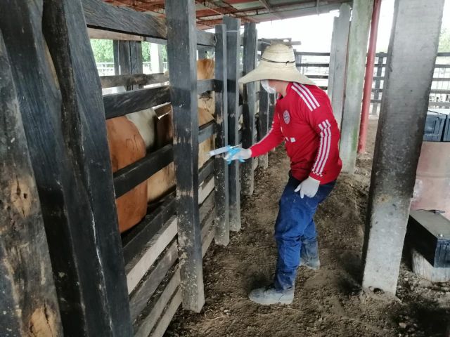 El ICA supervisión la vacunación contra fiebre aftosa y brucelosis bovina, en el Tolima
