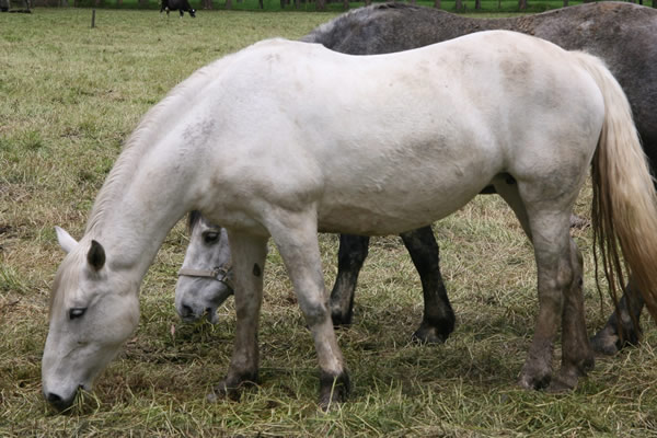 Plan de acción para evitar encefalitis equina venezolana 