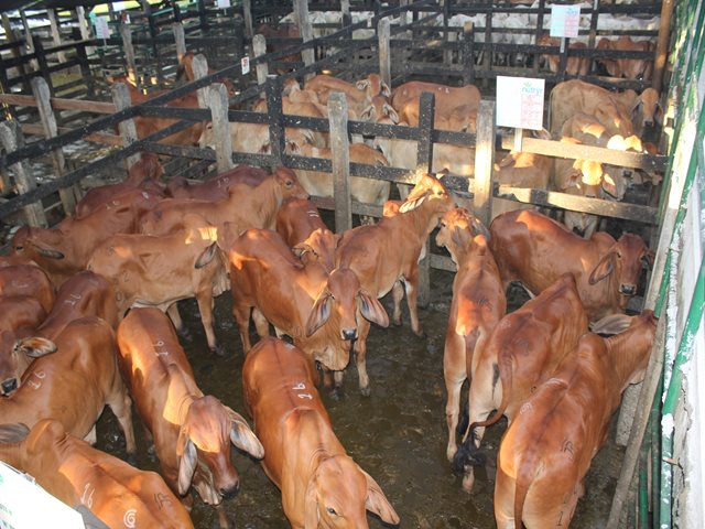 Subastas ganaderas de Sucre son vigiladas por el ICA, para mantener la sanidad animal en el departamento