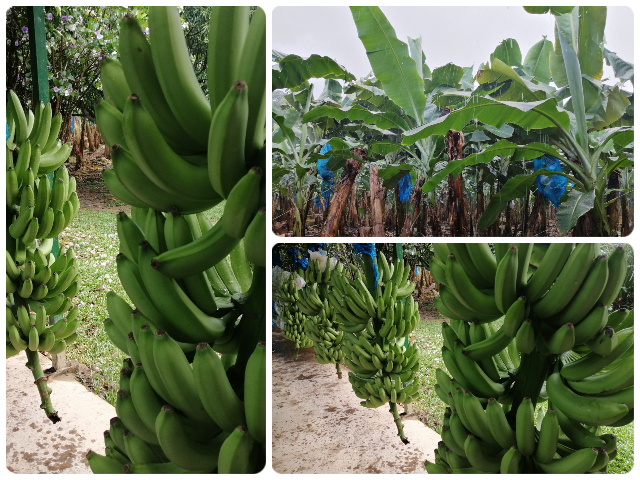 Plantaciones de banano 