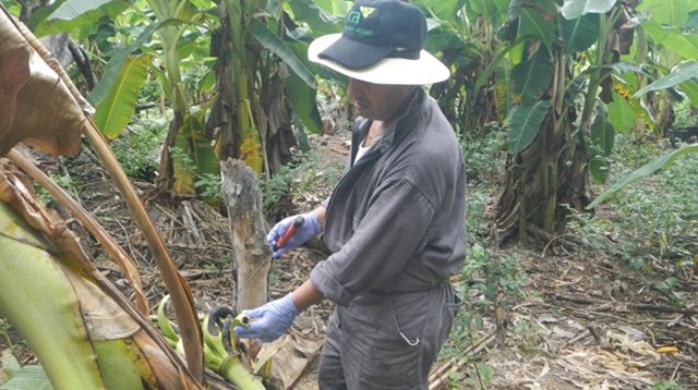 El  ICA trabaja en la erradicación del moko del plátano en Vichada