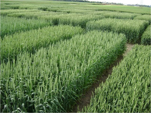 ICA implementa plan piloto para disminuir la presencia de plagas y enfermedades en cultivos de arroz de Norte de Santander