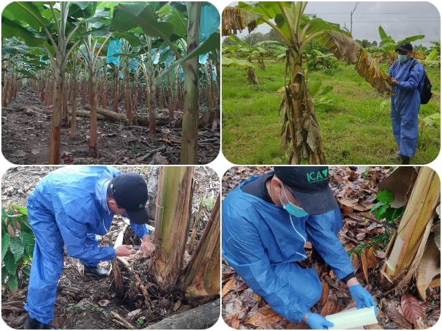 En Arauca, muestreos para descartar la presencia del Fusarium Raza 4 Tropical