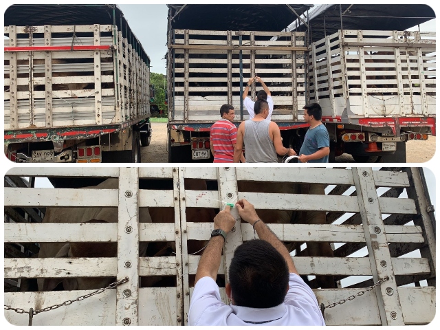 Movilizaciones de animales en Córdoba, supervisados por el ICA 
