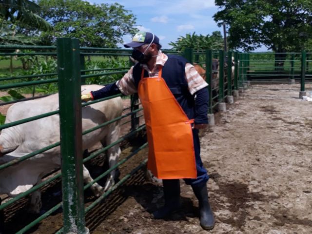 Ciclo I ha logrado vacunar contra aftosa 26,4 millones de bovinos 