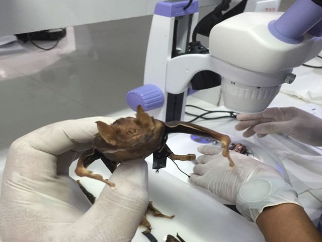 El ICA y los principales organismos de la salud humana y animal en Colombia y  en el mundo, unidos contra la rabia