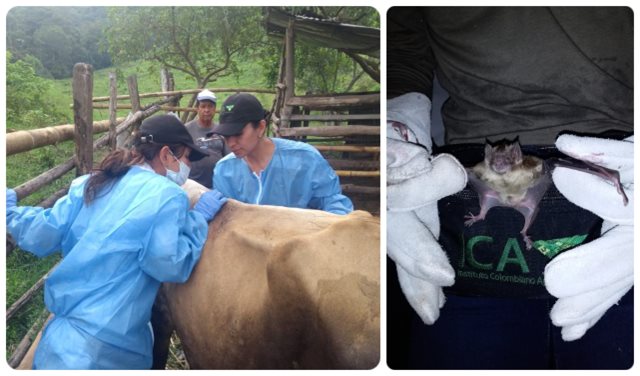 Cundinamarca toma medidas para la prevención de la rabia de origen silvestre 