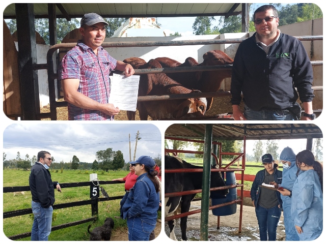 El ICA realiza auditorias en predios productores de leche en Boyacá para certificar en BPG 