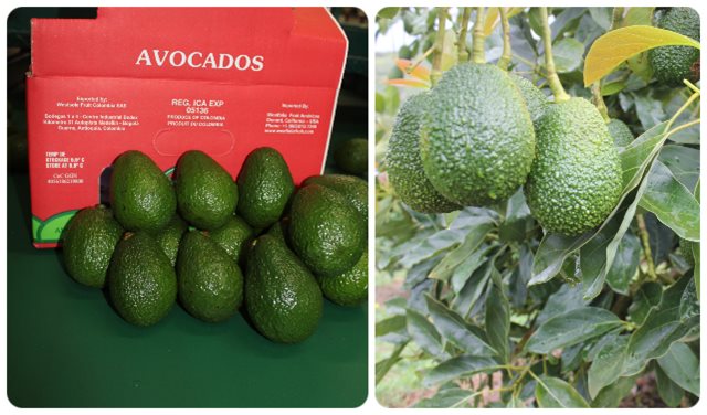 Productores de aguacate Hass se ganan la confianza del mercado estadounidense 