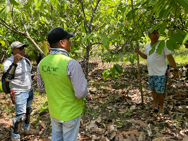 Con acciones de vigilancia y control, el ICA busca prevenir la presencia de plagas en los cultivos de cacao