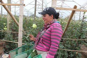Flores-de-Cundinamarca-para-los-corazones-estadounidenses-en-San-Valentin-3.JPG Flores-de-Cundinamarca-para-los-corazones-estadounidenses-en-San-Valentin-3.JPG