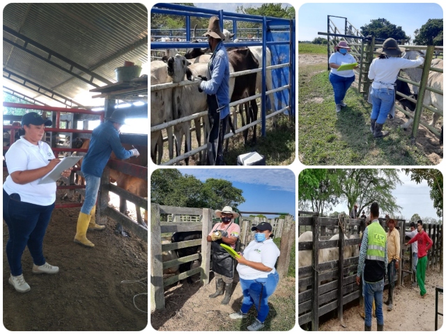 En Arauca, seguimiento a la finalización del ciclo de vacunación contra aftosa 