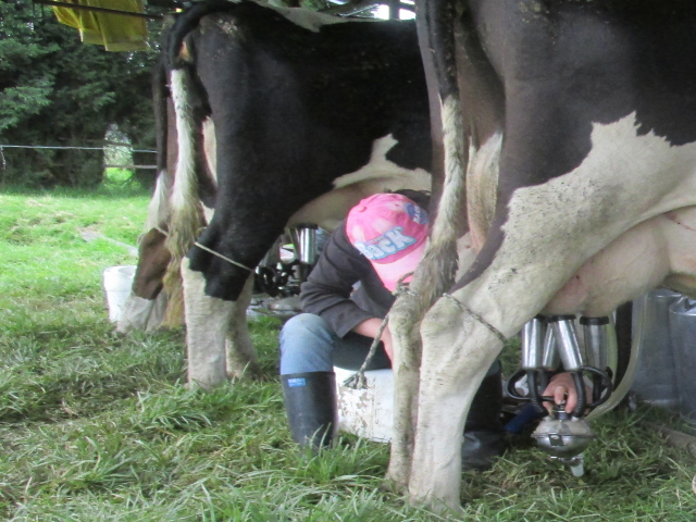 Ganaderos de Norte de Santander libran batalla contra la brucelosis y la tuberculosis 