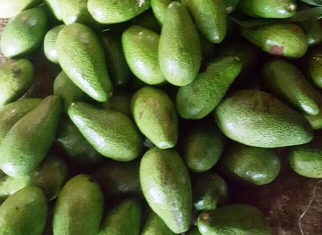 Se mejora la producción de aguacate en Bolívar