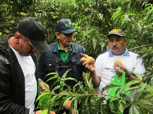 Predios productores de durazno.