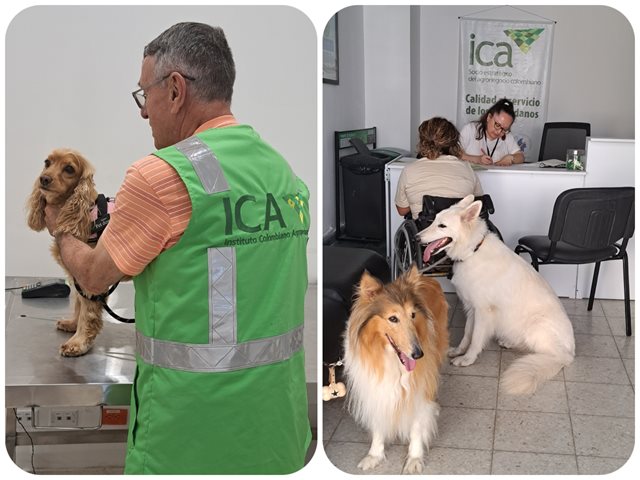 Inspecciones para asegurar el estado sanitario de mascotas.